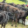 40 Super Aberdeen Angus Heifers Image 2