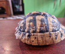 Antique turtle shell