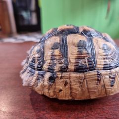 Antique turtle shell
