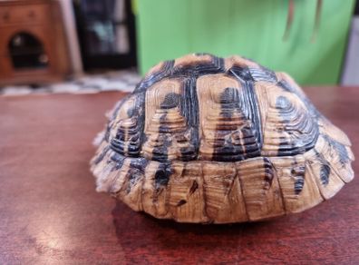 Antique turtle shell