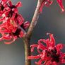 Witch Hazel /amazing aroma Image 3
