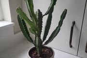 Euphorbia planter