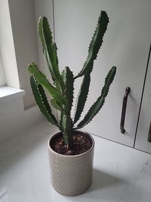 Euphorbia planter