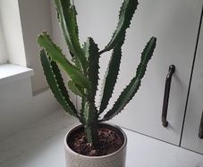 Euphorbia planter