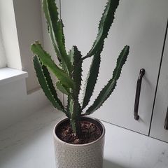 Euphorbia planter