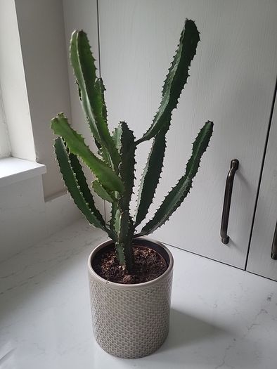 Euphorbia planter