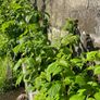 Raspberry Plant Image 6