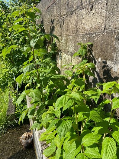 Raspberry Plant