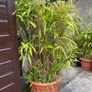 bamboo plants different varieties Image 5