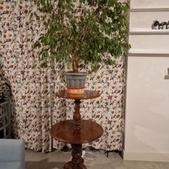 Ficus with wooden antique stand
