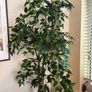 Large Artificial Ficus Tree Image 2