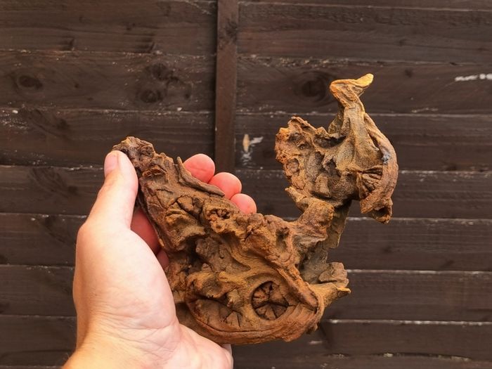 Small Bogwood