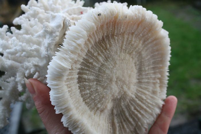 Natural 100% Real White Coral Reef Seashell Aquarium Decor Coral Decoration 7" x 8"