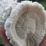 Natural 100% Real White Coral Reef Seashell Aquarium Decor Coral Decoration 7" x 8" Image 6