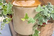 Large stoneware Jam Croc