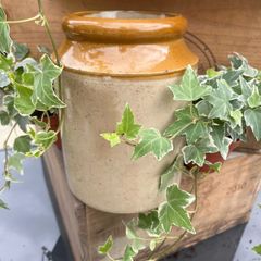 Large stoneware Jam Croc