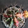 Gymnocalycium mihanovichii variegated Image 5