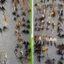 Fly Collection Image 6