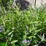Blue Spirea Caryopteris Flowering Shrubs Image 5