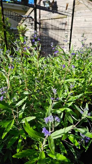 Blue Spirea Caryopteris Flowering Shrubs