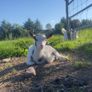 Pygmy goat Image 6