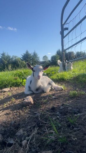 Pygmy goat