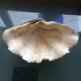 Giant Seashell Clam Tridacna Gigas over 200 years old Rare Image 2