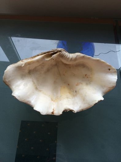 Giant Seashell Clam Tridacna Gigas over 200 years old Rare