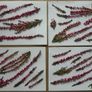 Pink Heather - Pressed Flowers for Crafting: Flowers, Stems, Leaves Image 2