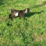 pygmy goats Image 2