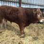 Bulls Image 4