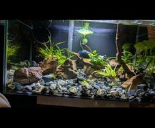Fluval Edge 23L Aquarium