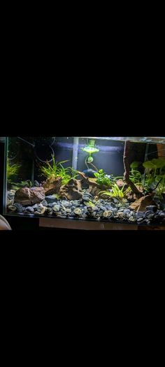 Fluval Edge 23L Aquarium