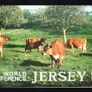 1979 Jersey Ninth World Jersey Cattle Bureau Conference Commemorative Stamps Presentation Pack Image 2