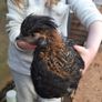 chicken hatching eggs Image 7