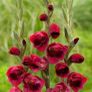 Beautiful Papilio Rubby Plants Image 2