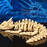 3D Printed Fully Articulating Dragon Skeleton Image 5