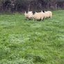 Perth blackface ram lambs Image 2
