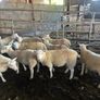 Easycare sheep Image 4
