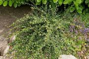 Free bush