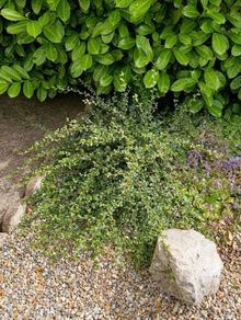 Free bush