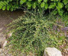 Free bush