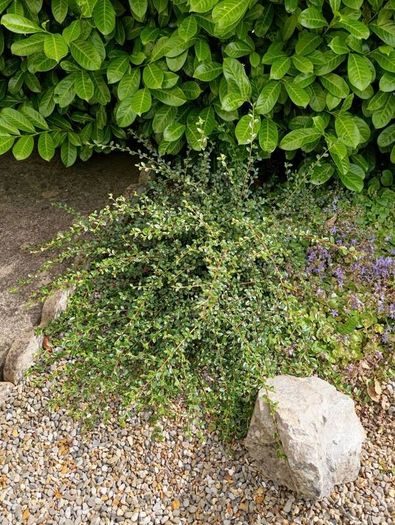 Free bush