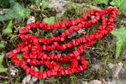 Vintage Red Coral necklace