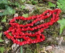 Vintage Red Coral necklace