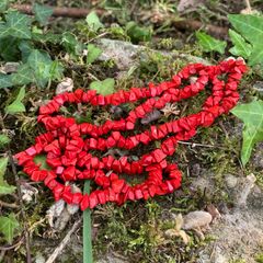 Vintage Red Coral necklace