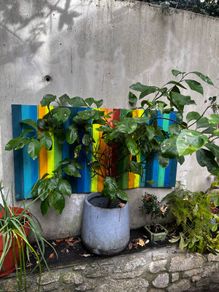 lemon tree
