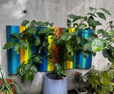lemon tree