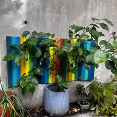lemon tree