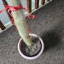 Large tall cactus in pot Image 2